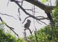 Tawny Frogmouth